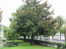 Magnólia comum, Magnolia grandiflora Gallisoniensis