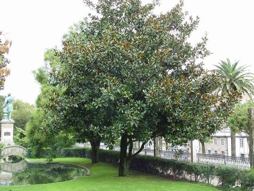 Magnólia comum, Magnolia grandiflora Gallisoniensis