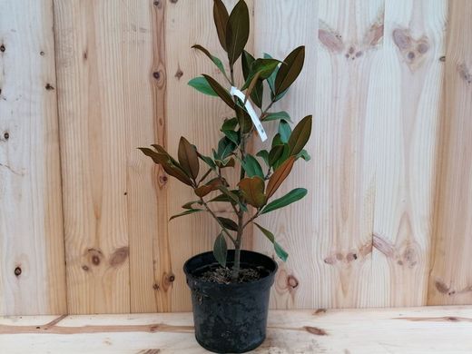 Magnólia comum, Magnolia grandiflora Gallisoniensis