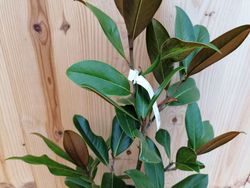 Magnólia comum, Magnolia grandiflora Gallisoniensis