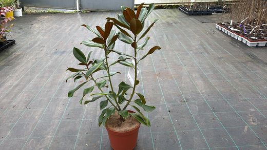 Magnólia comum, Magnolia grandiflora Gallisoniensis