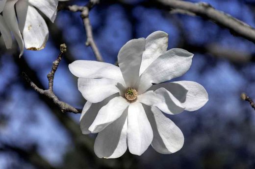 Magnolia de flor blanca, Royal Star