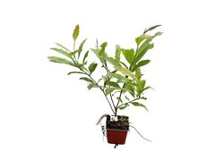 Magnolia de flor blanca, Royal Star