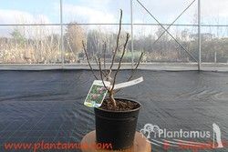 Magnólia da flor, Magnólia Susan