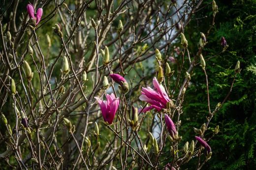 Magnólia da flor, Magnólia Susan