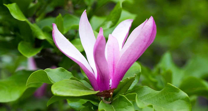 Magnolia de flor variedad susan — Plantamus Vivero online