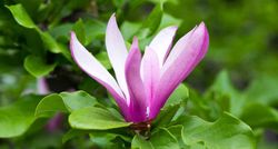 Magnólia da flor, Magnólia Susan