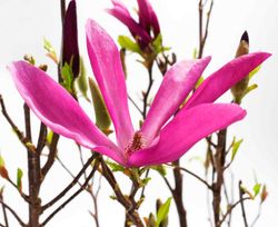 Magnólia da flor, Magnólia Susan