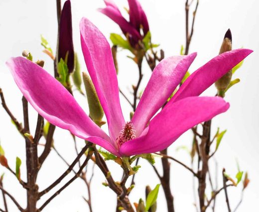 Magnólia da flor, Magnólia Susan