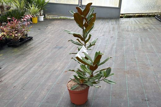 Magnólia da flor, Magnólia Susan