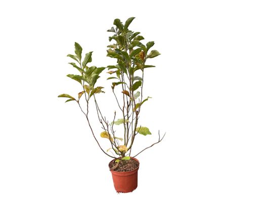 Magnólia da flor, Magnólia Susan