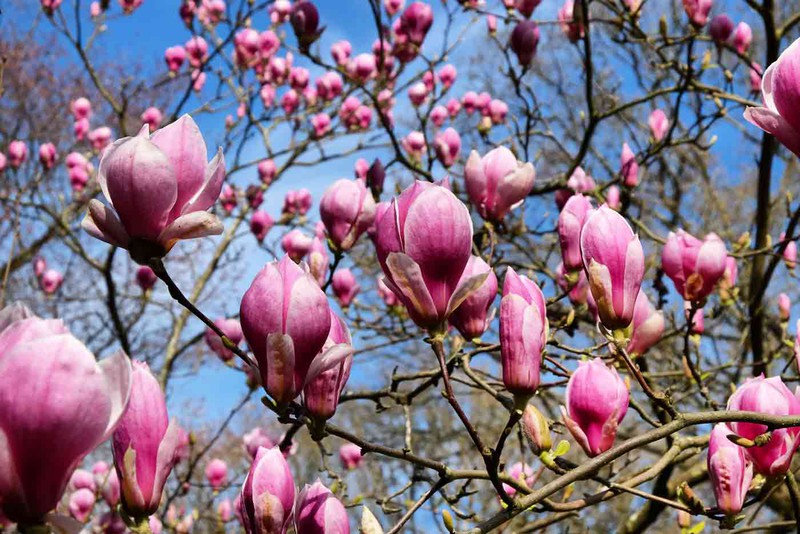 Magnolia de flor rosa, soulangeana rosa — Plantamus Vivero online