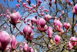 Magnólia de flor rosa, soulangeana rosa