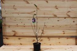 Magnólia de flor rosa, soulangeana rosa