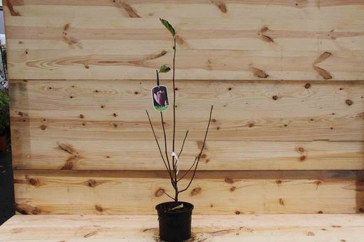 Magnólia de flor rosa, soulangeana rosa