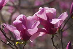 Magnolia Galaxy