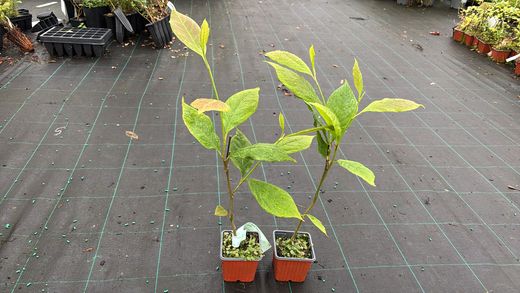 Magnolia Galaxy