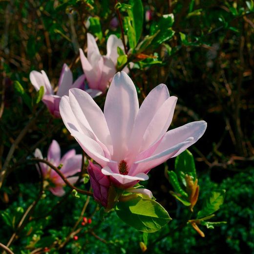 Magnolia "George henry kern"