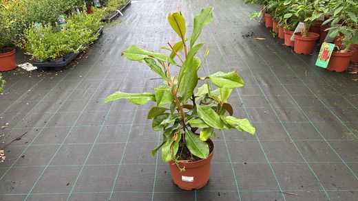 Magnolia, Magnolia grandiflora Brown beauty