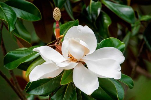 Magnolia, Magnolia grandiflora Brown beauty