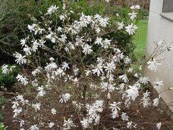 Magnolia kobus "Stellata"