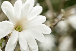 Magnolia kobus "Stellata"