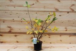 Magnolia kobus "Stellata"