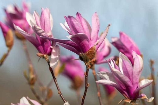 Magnolia liliflora nigra en pot de 9,5 cm