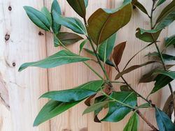 Magnolia, Magnolia grandiflora Brown beauty
