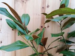 Magnolia, Magnolia grandiflora Brown beauty