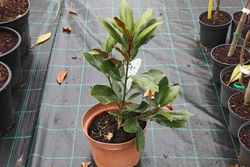Magnólia, Magnólia grandiflora 'Pequena jóia'