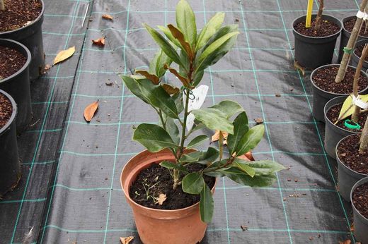 Magnólia, Magnólia grandiflora 'Pequena jóia'