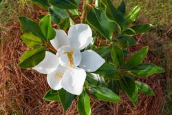 Magnólia, Magnólia grandiflora 'Pequena jóia'