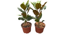 Magnólia, Magnólia grandiflora 'Pequena jóia'