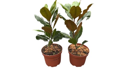 Magnólia, Magnólia grandiflora 'Pequena jóia'