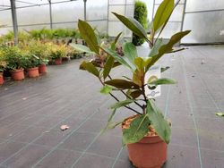 Magnólia, Magnólia grandiflora 'Pequena jóia'