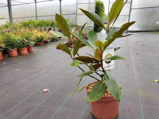 Magnólia, Magnólia grandiflora 'Pequena jóia'