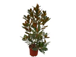 Magnólia, Magnólia grandiflora 'Pequena jóia'