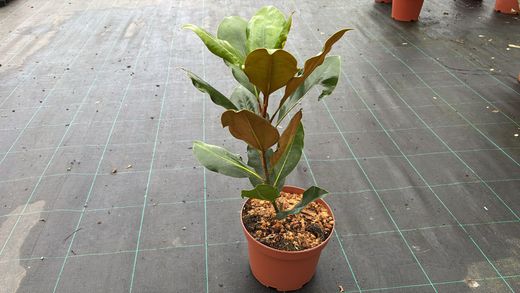 Magnólia, Magnólia grandiflora 'Pequena jóia'