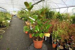 Magnólia, Magnólia grandiflora 'Nantais'