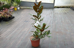 Magnólia, Magnólia grandiflora 'Nantais'