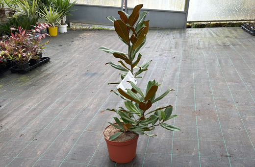 Magnólia, Magnólia grandiflora 'Nantais'