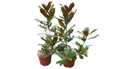 Magnólia, Magnólia grandiflora 'Nantais'