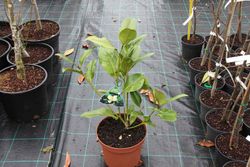 Magnolia, Magnolia grandiflora "Twenty four bellow"