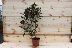 Magnolia, Magnolia grandiflora "Twenty four bellow"