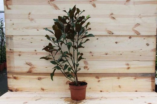 Magnolia, Magnolia grandiflora "Twenty four bellow"