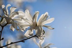 Magnolia soulangeana Alba superba