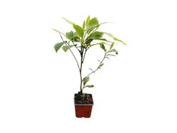 Magnolia soulangeana Alba superba