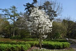Magnolia soulangeana Alba superba