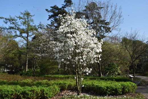 Magnolia soulangeana Alba superba